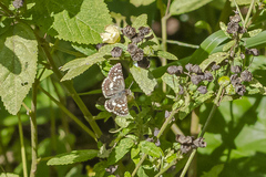 Burnsius orcynoides