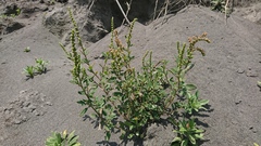 Chenopodium acuminatum