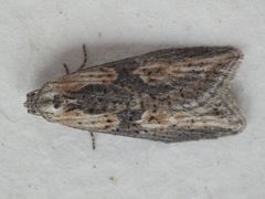 Doloploca punctulana