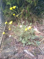 Sonchus tenerrimus tenerrimus