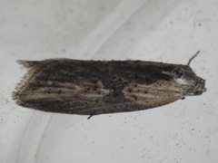 Doloploca punctulana