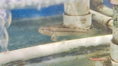 Tridentiger bifasciatus