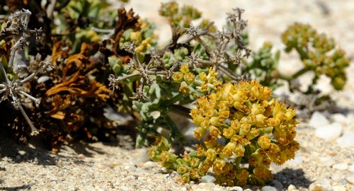 Marlothiella gummifera image