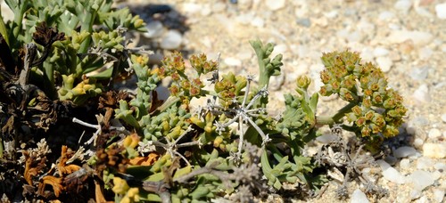 Marlothiella gummifera image