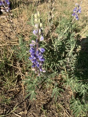 Lupinus