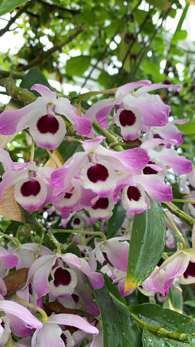 Dendrobium nobile