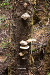 Fomitopsis hemitephra
