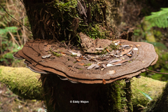 Fomitopsis hemitephra