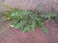 Crepis vesicaria taraxacifolia