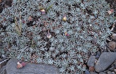 Trichocline dealbata