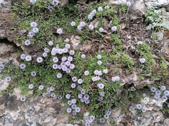 Globularia repens