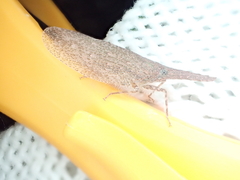 Rentinus dilatatus