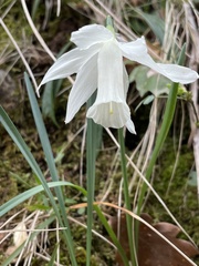 Narcissus moschatus