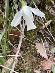 Narcissus moschatus