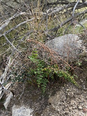 Pellaea andromedifolia