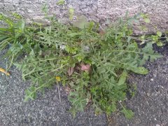 Crepis vesicaria taraxacifolia