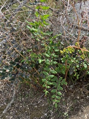 Pellaea andromedifolia