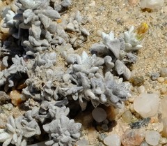 Helichrysum obtusum image