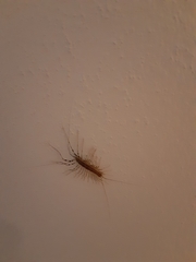 Scutigera coleoptrata