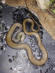 Malpolon monspessulanus