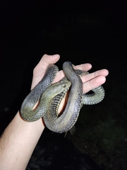 Malpolon monspessulanus