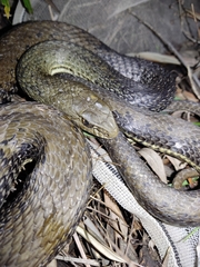 Malpolon monspessulanus