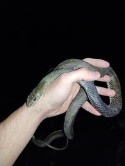 Malpolon monspessulanus