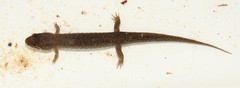 Desmognathus conanti image