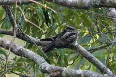 Caprimulgus jotaka
