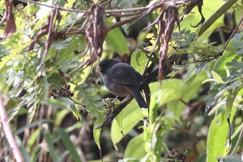 Paramo Seedeater (Catamenia homochroa), photo 2