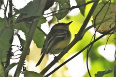 Mecocerculus leucophrys