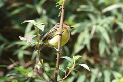 Poecilotriccus ruficeps