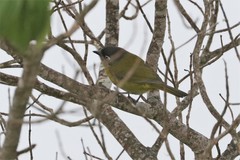 Chlorospingus flavopectus
