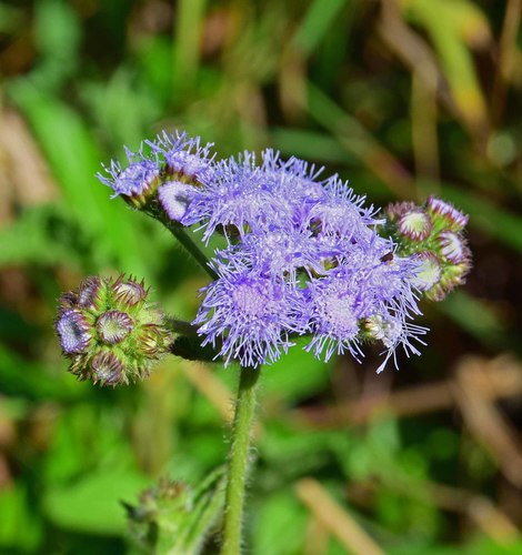 bluemink