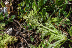 Peronospora arborescens