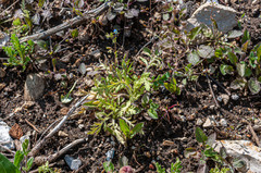 Peronospora arborescens