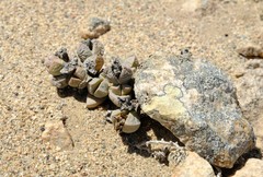 Dracophilus delaetianus
