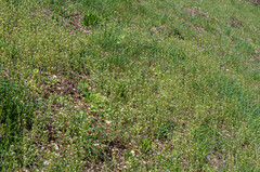 Peronospora arborescens