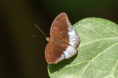 Tanaecia iapis puseda