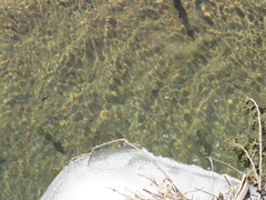 Salmo trutta