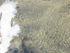 Salmo trutta