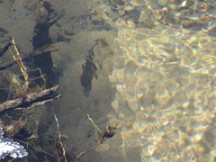 Salmo trutta