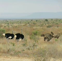 Struthio molybdophanes