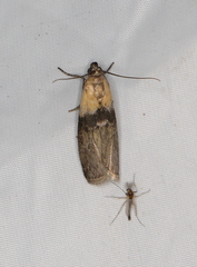 Sciota fumella
