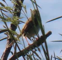 Prinia subflava affinis