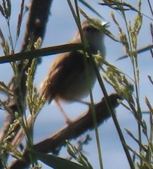 Prinia subflava affinis