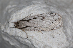 Semioscopis avellanella