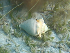 Strombus pugilis
