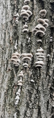 Schizophyllum commune