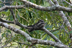Caprimulgus jotaka